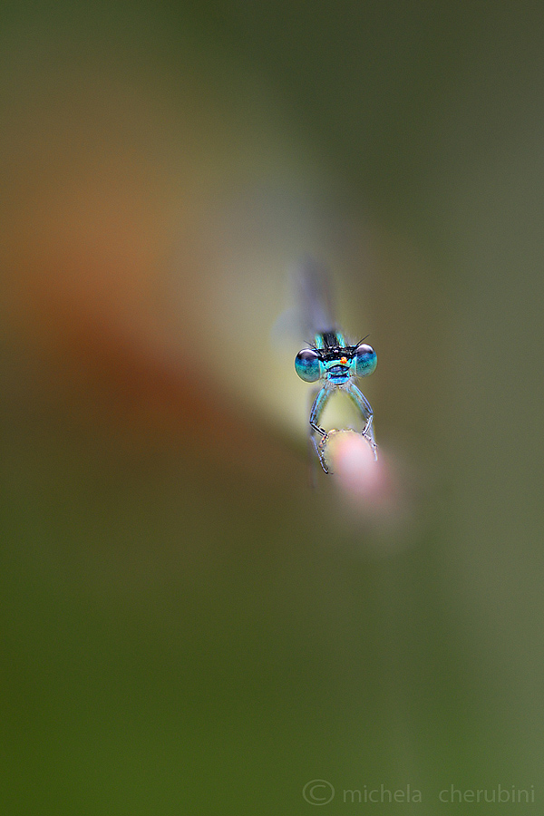 gli occhi blu